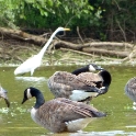 Geese and Egret